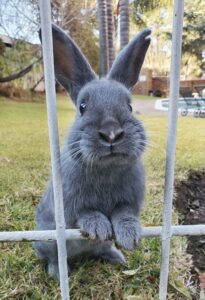 Read more about the article What do you do when you see bunnies being dumped?