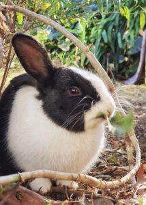 Read more about the article What do rabbits eat?