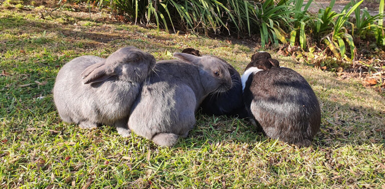 How to bunny-proof your house