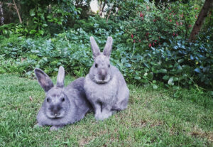 Read more about the article Exotic vets (or bunny savvy vets)