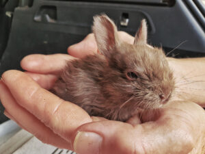 Read more about the article Is the rescuing of stray rabbits allowed?