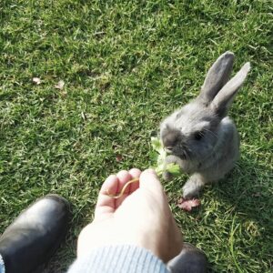 Read more about the article How to communicate with your rabbit