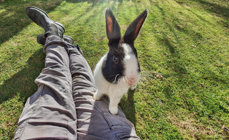 Why rabbits make good pets