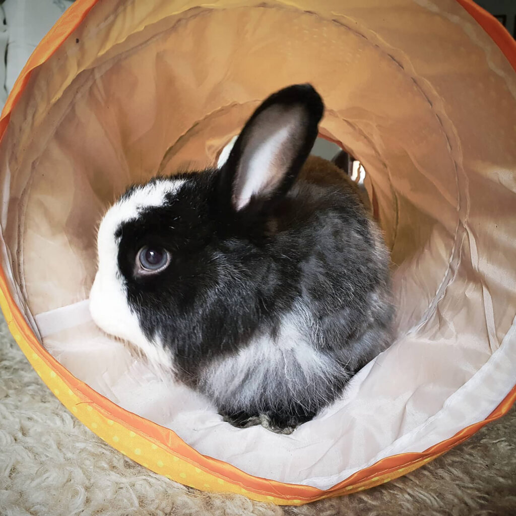 Dumper The Rabbit Why you should not dump/release rabbits? - ARC