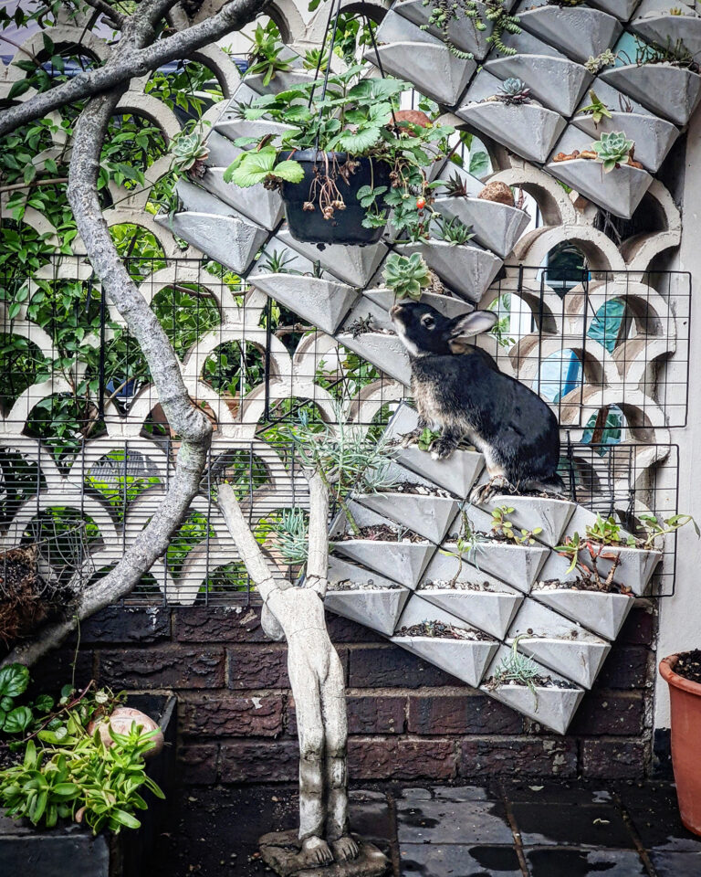 Why should rabbits be sterilised/spayed/neutered?