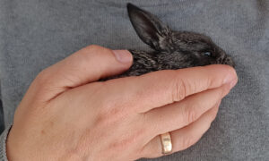 Read more about the article Why you should not dump/release rabbits?