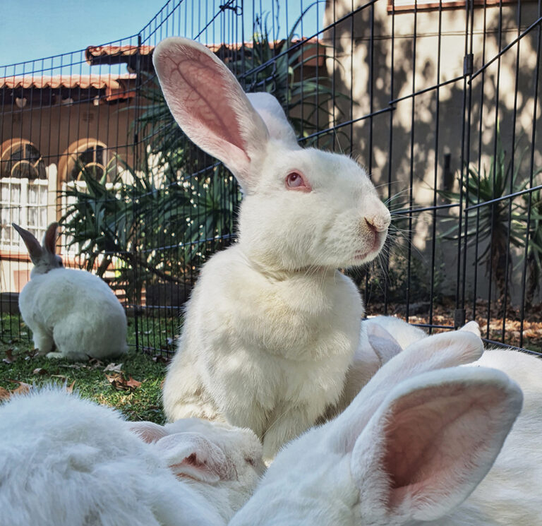 Gentle Giants short film