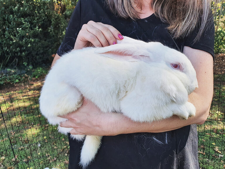 Shelter for the giants