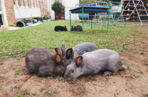 Read more about the article The Shul bunnies